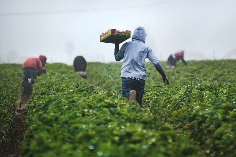 Producteurs dans champs